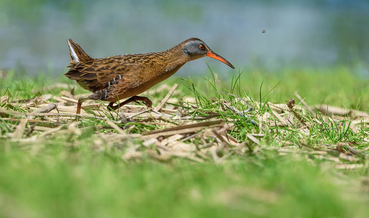 Virginia Rail