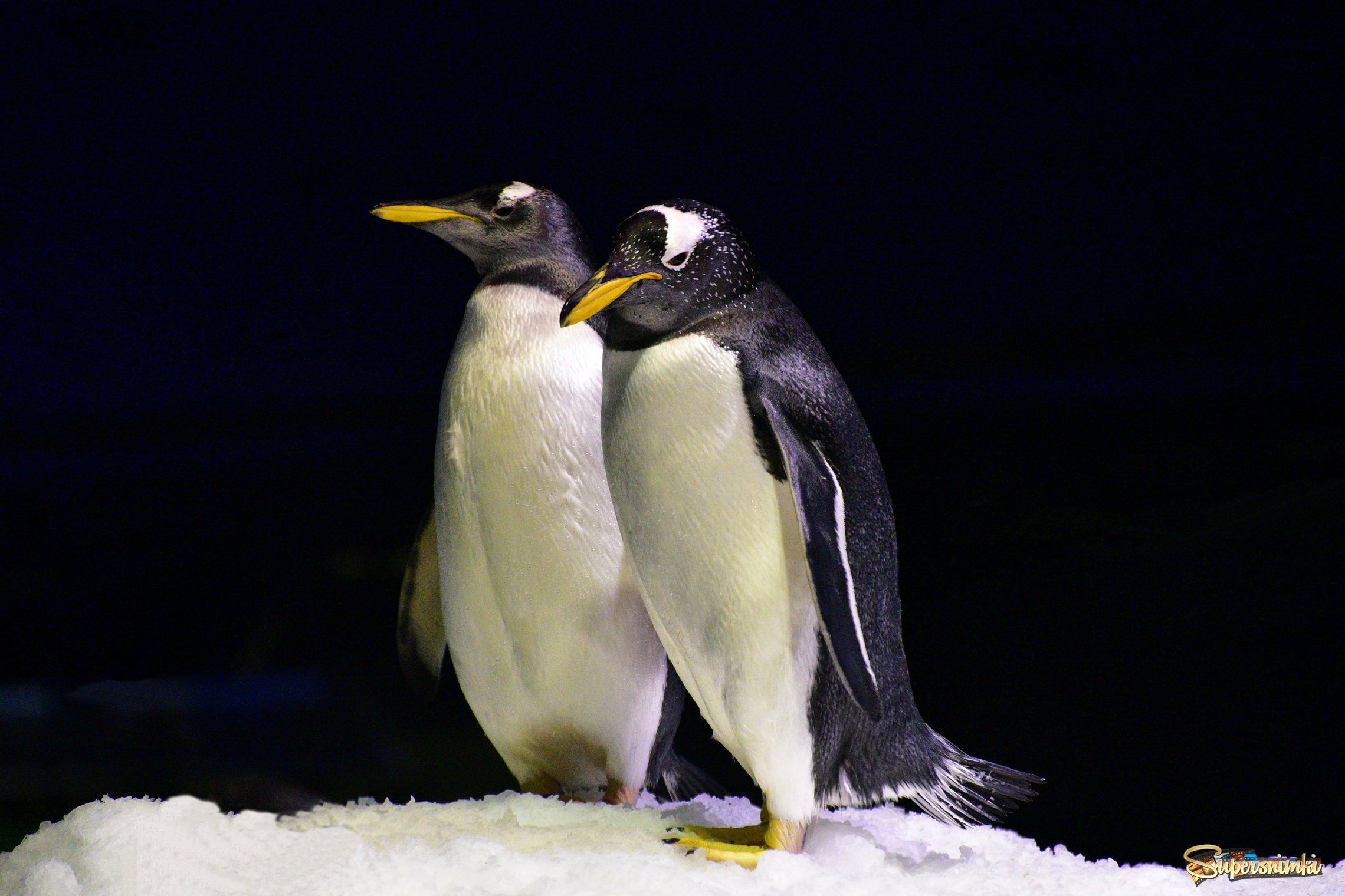 Penguins..