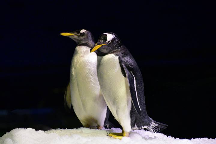 Penguins..