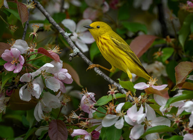 American yellow warbler