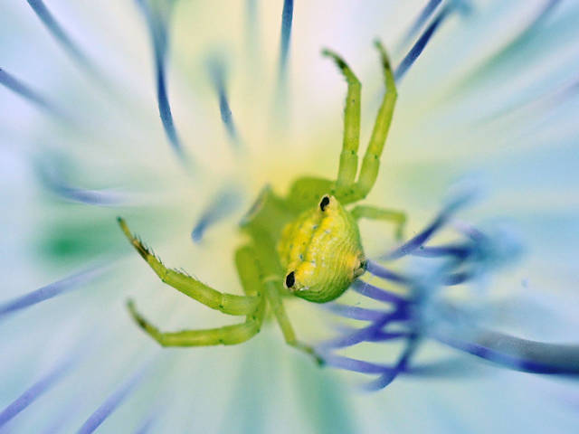 from the series "Little friends of the big forest".(из серии"Маленькие друзья большого леса".)