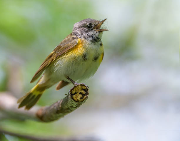 American Redstart (immature male)