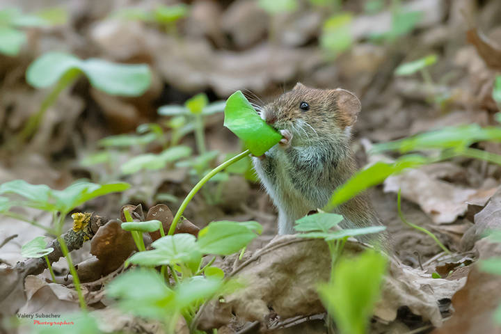 Витаминка