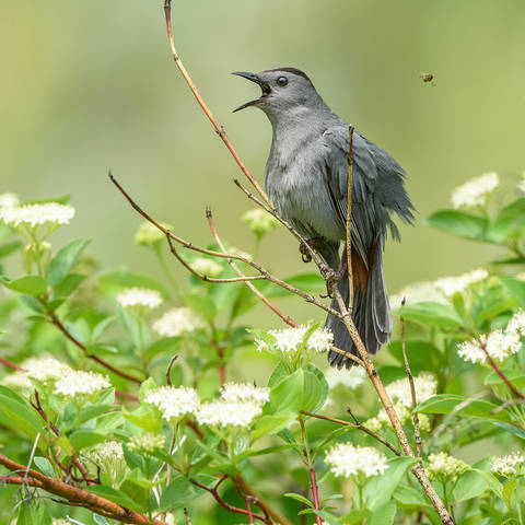 Gray Catbird