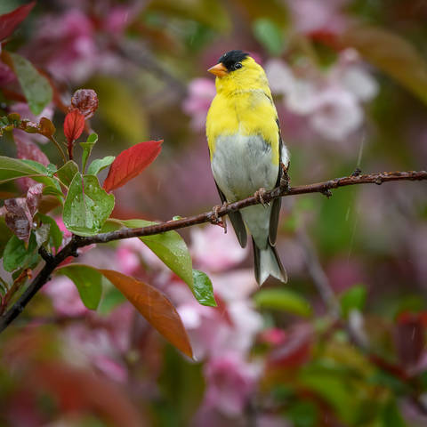 American Goldfinch (male)