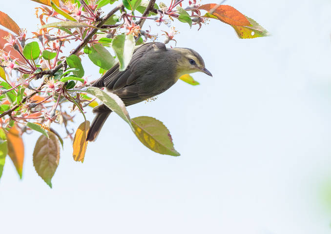  Philadelphia Vireo