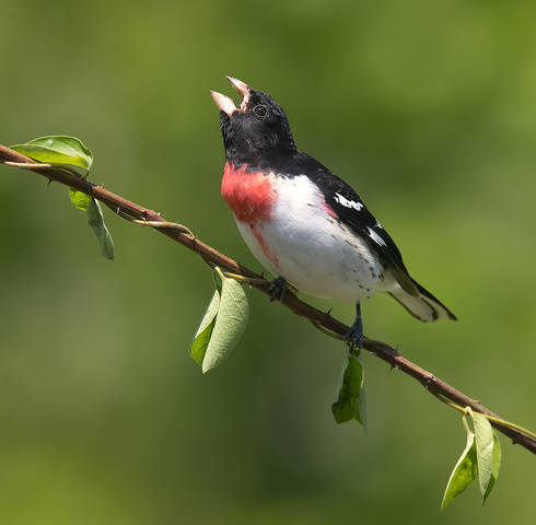 Самец. Красногрудый дубоносовый кардинал - Rose-breasted Grosbeak
