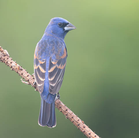 Blue grosbeak - Голубая гуирака