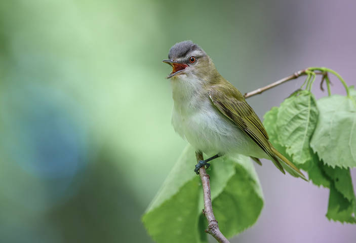 Red-eyed Vireo