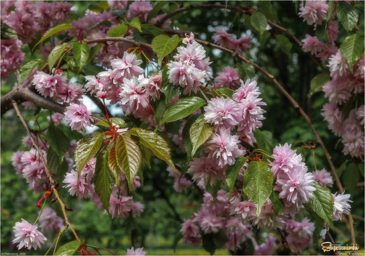 Цветение японской вишни Кику-шидаре (Kiku-shidare)