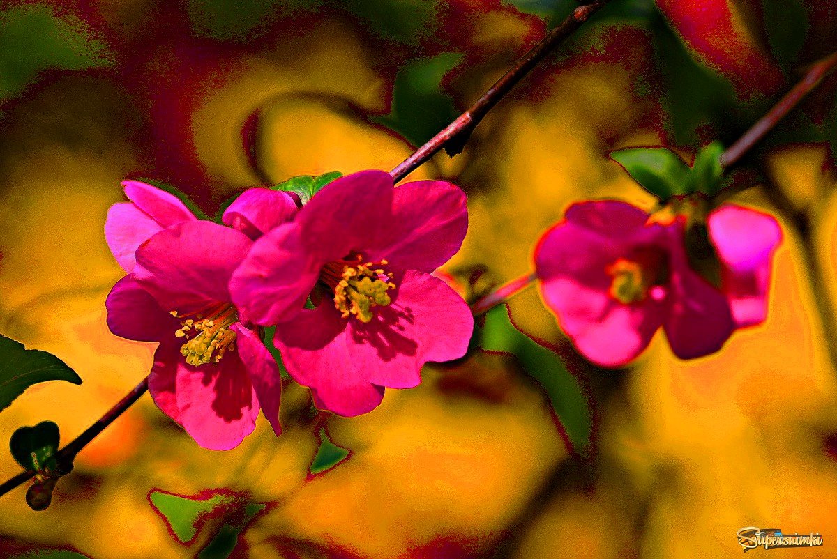 Цветёт айва японская