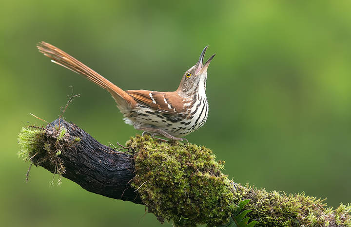 Коричневый пересмешник -Brown Thrasher