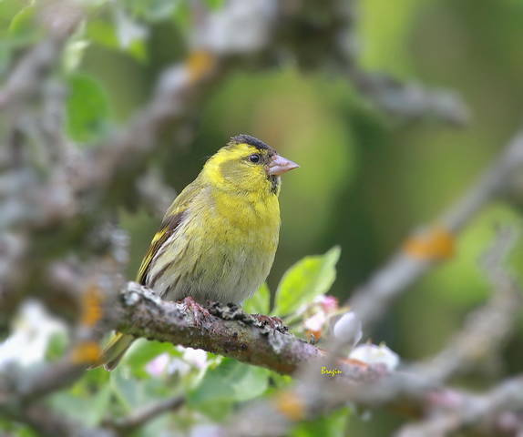 Чижик ( лат. Carduelis spinus  )