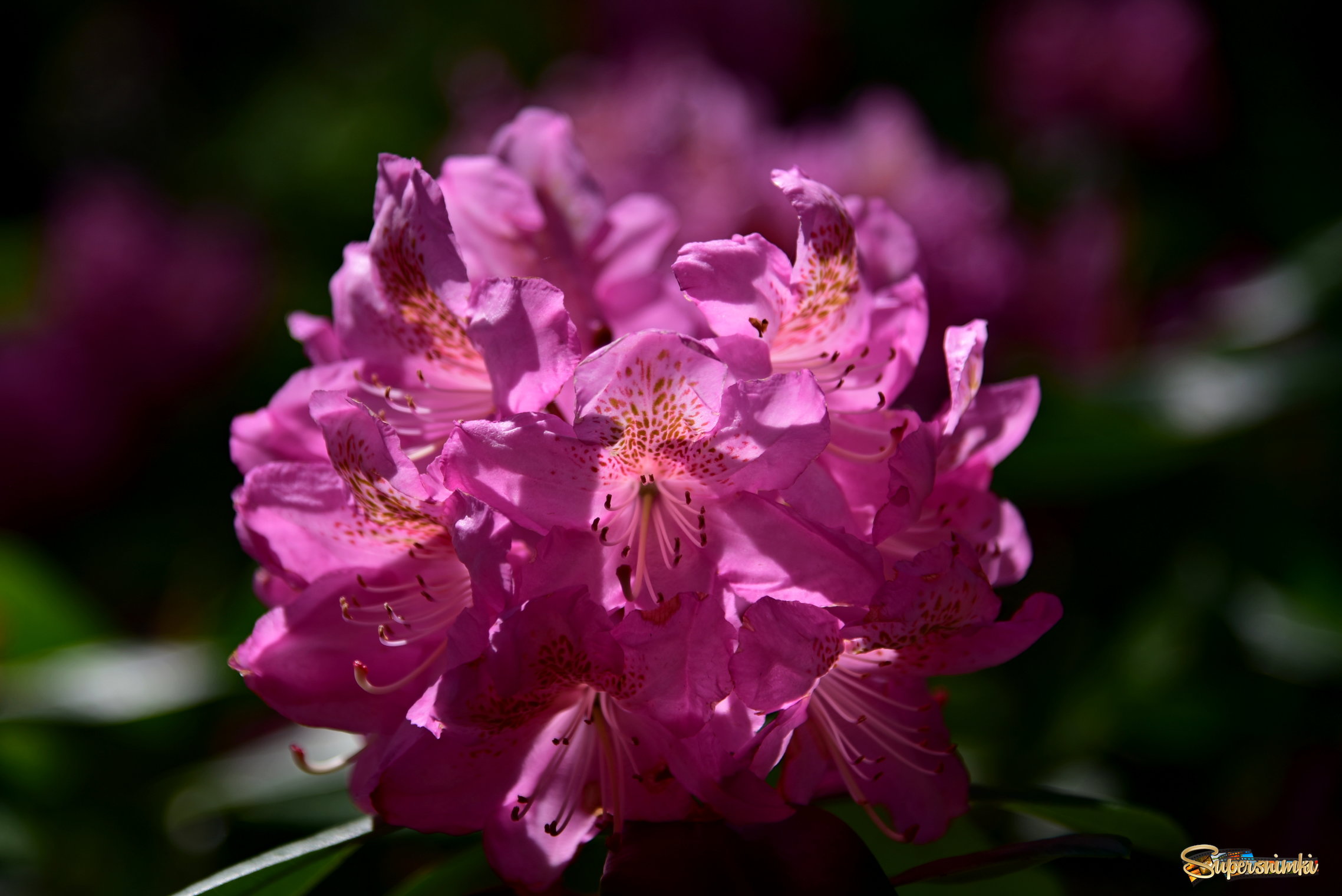 Rhododendron..