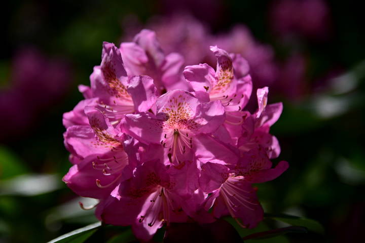 Rhododendron..