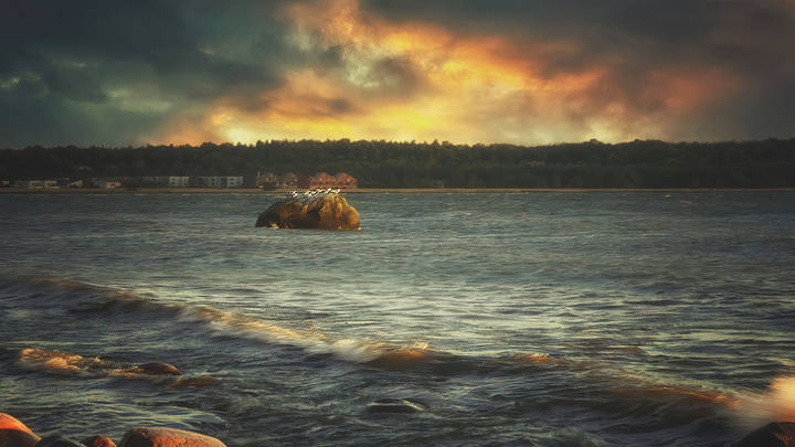 Птицы, сидящие на камне 