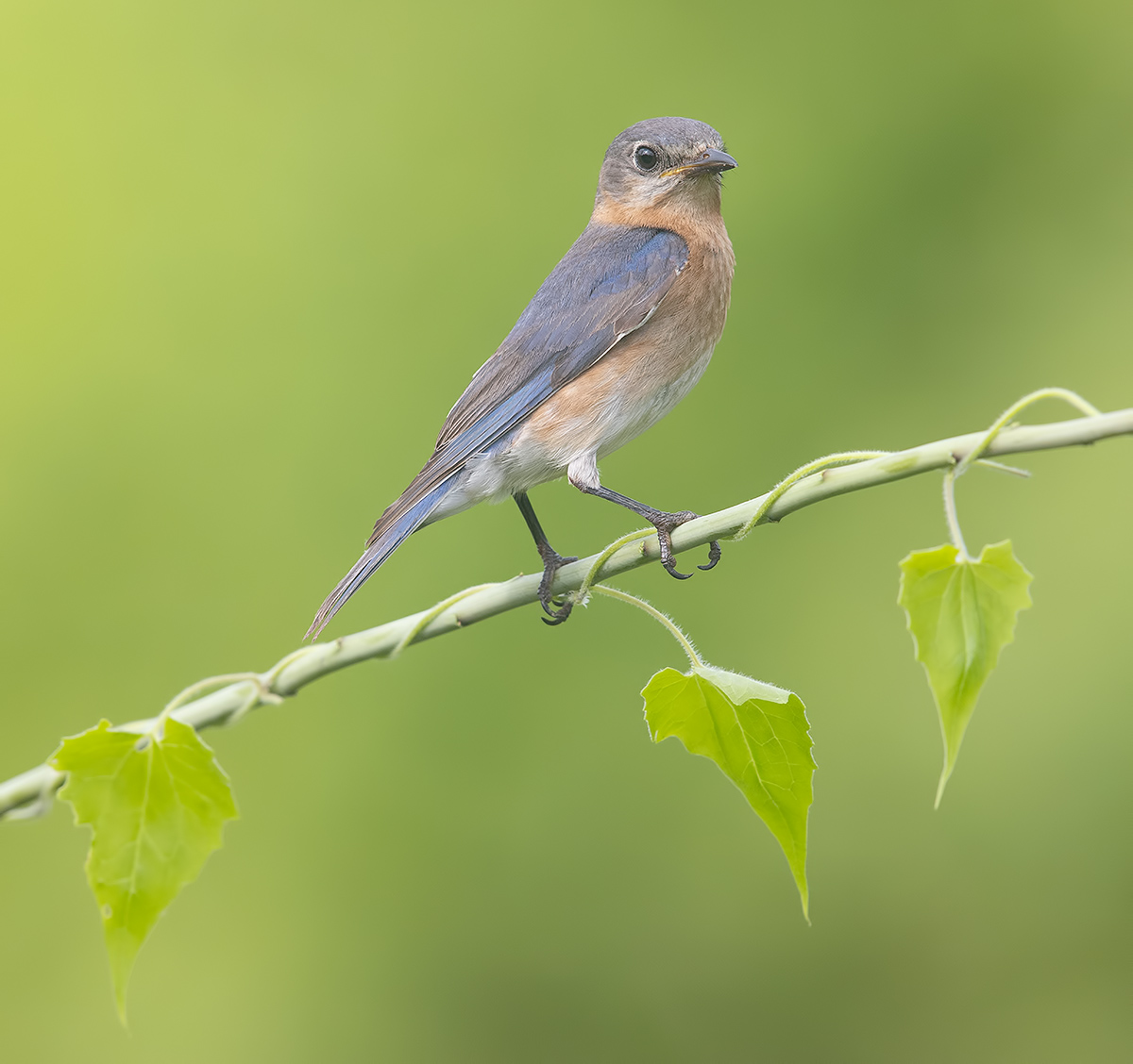 Восточная сиалия. самка- Eastern Bluebird  female