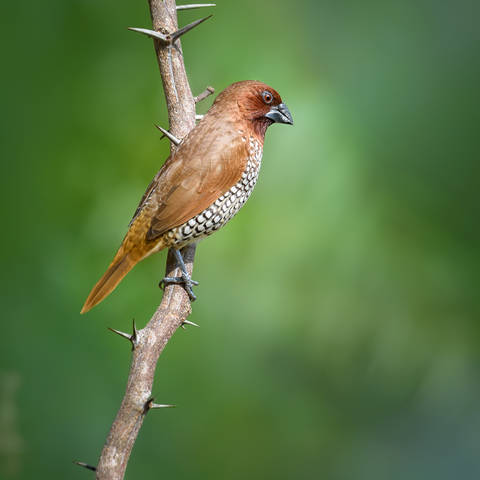 Scaly-breasted munia