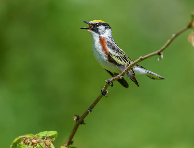 Chestnut-sided Warbler