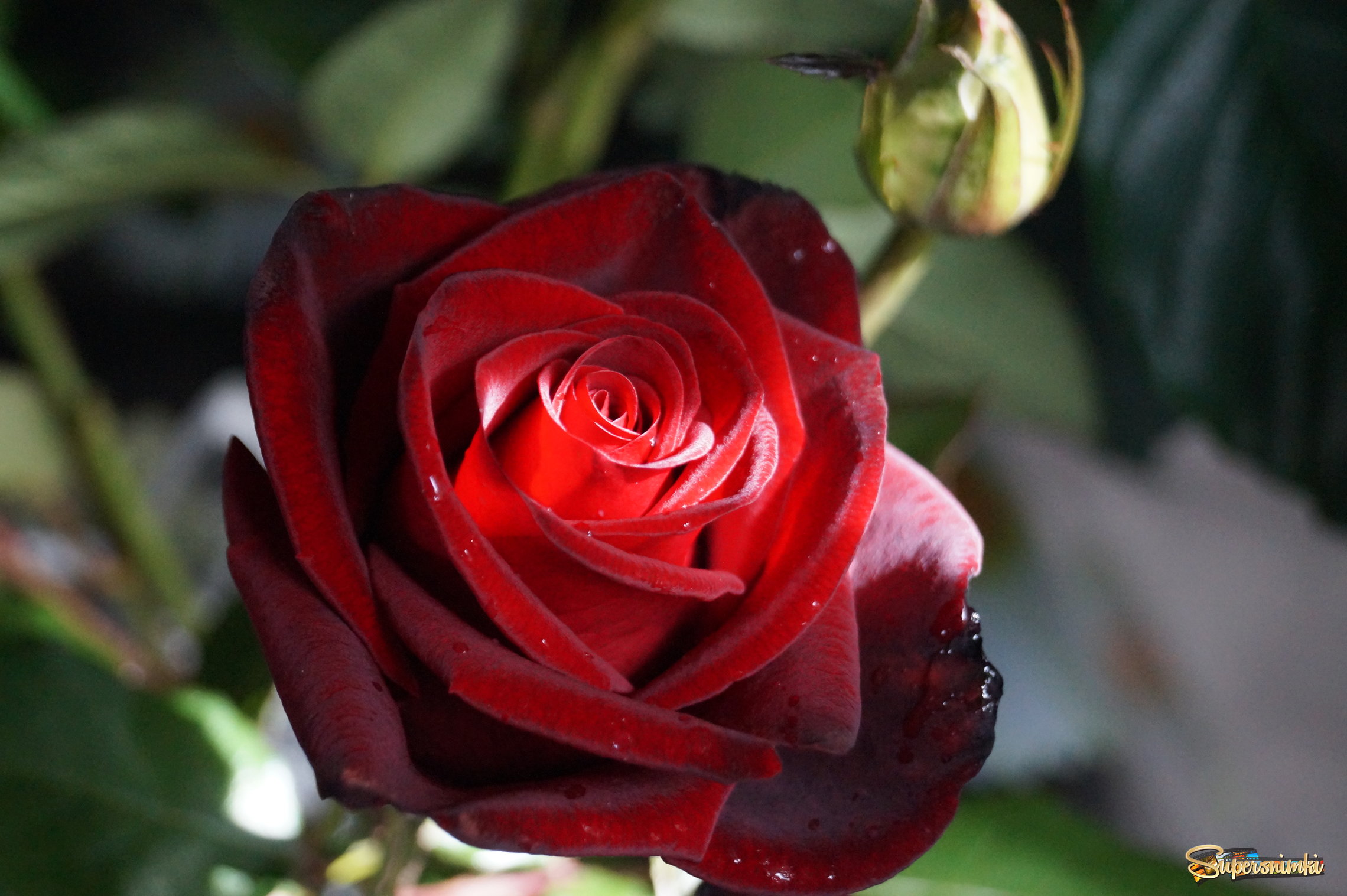 Бархатная роза