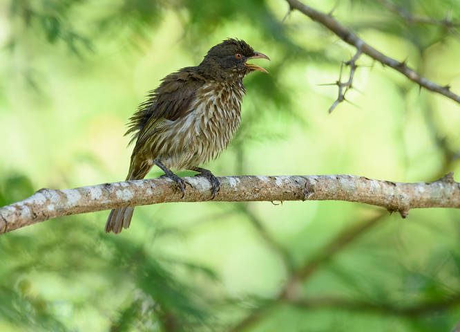 Palmchat