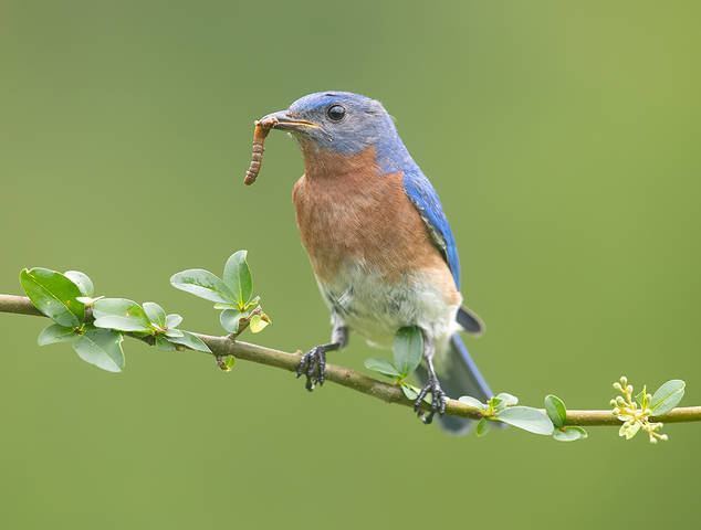 Eastern Bluebird male -Восточная сиалия самец