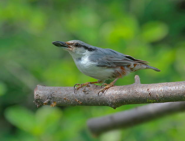 Поползень ( Sitta europaea )