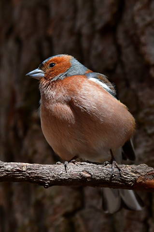 ЗЯБЛИК (Fringilla coelebs)