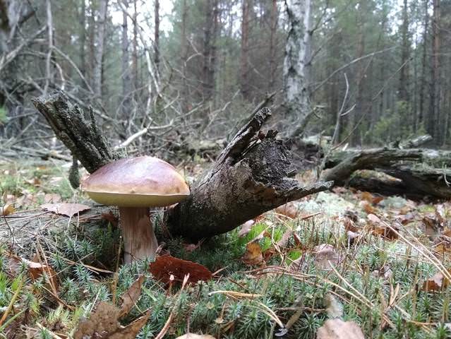 Белый гриб.