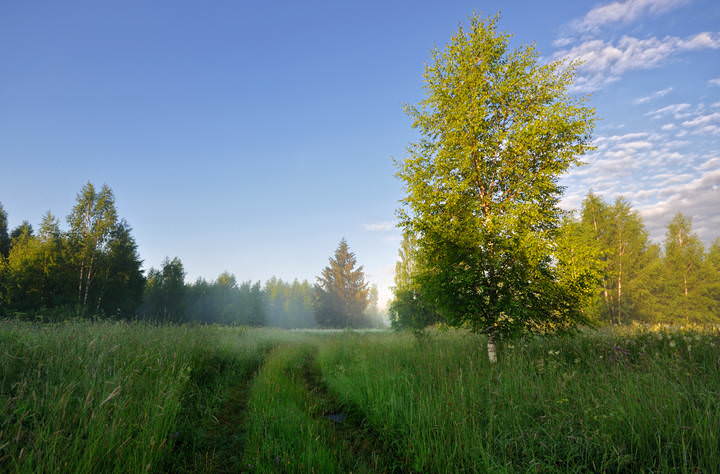 July morning