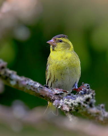 Чижик ( лат. Carduelis spinus  )