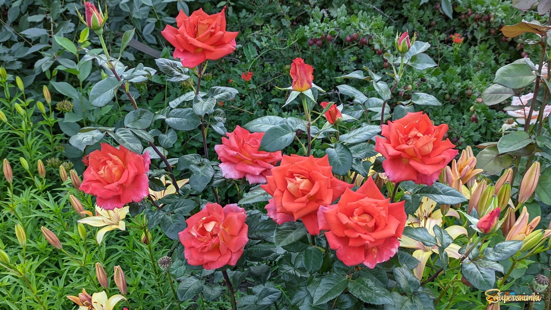 Роза в саду