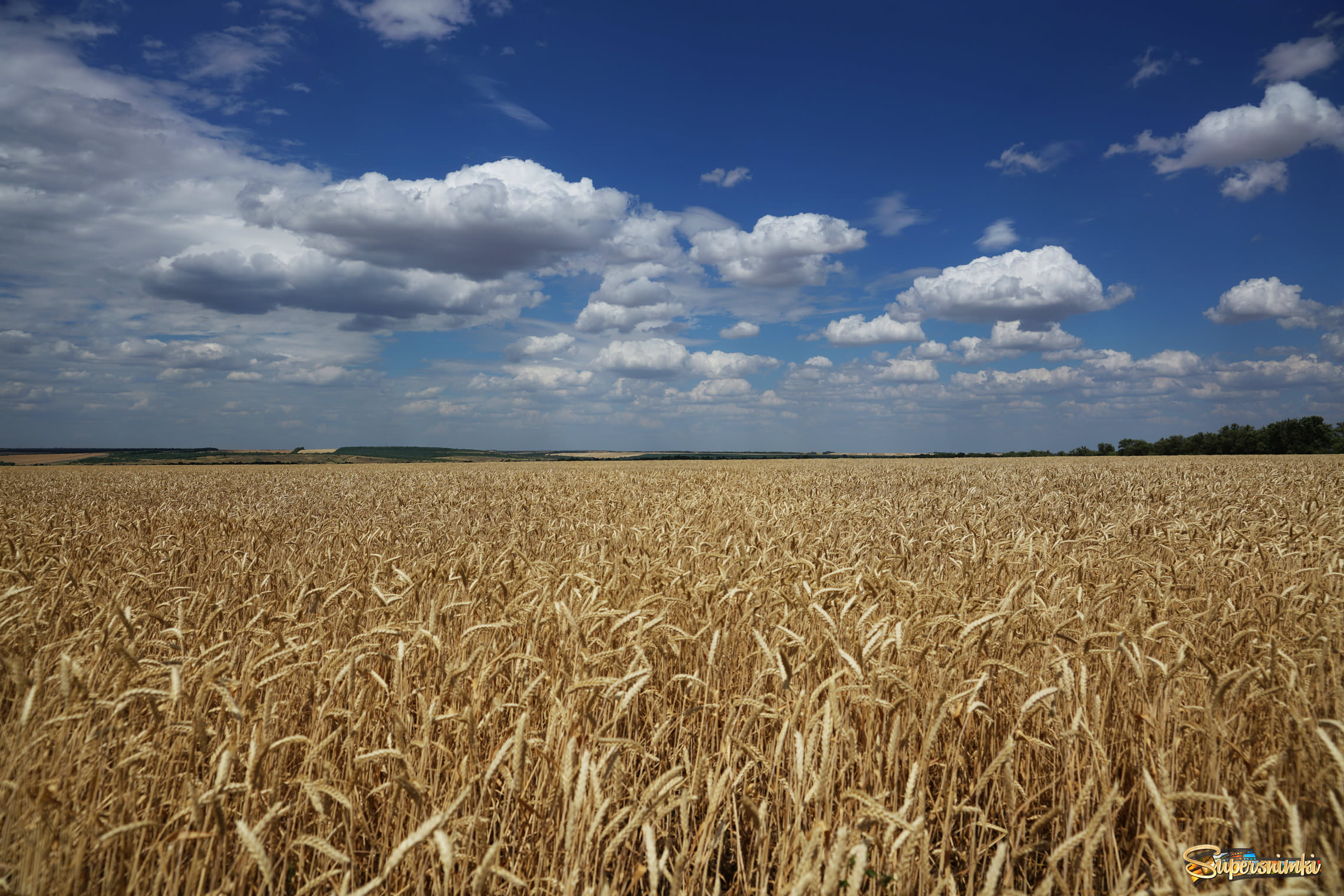 Погода золотом поле на 10 дней. Пшеничное поле. Пшеничное поле фото. Поле пшеницы Кубань. Бескрайние поля Херсонщины.