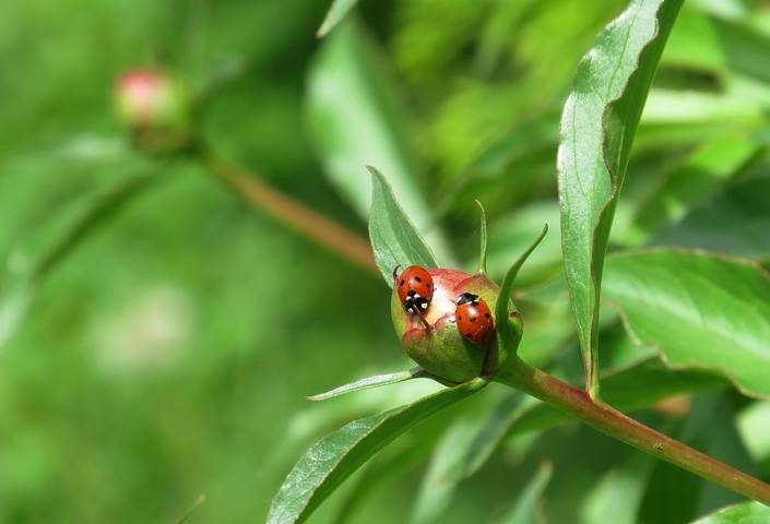 О коровках божьих