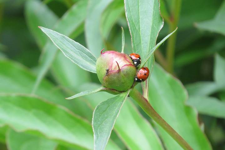 О коровках божьих