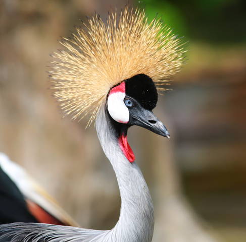 Я- красотка!