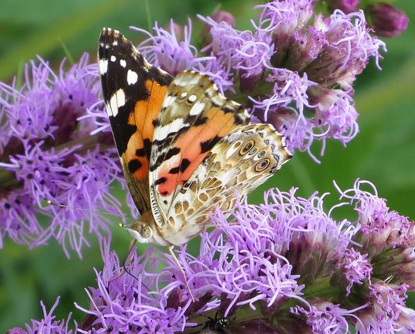 Летним днем