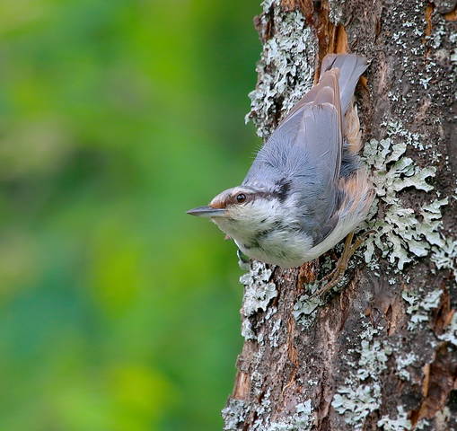 Поползень ( Sitta europaea )