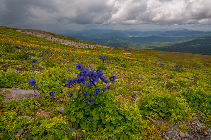 Альпийские цветы