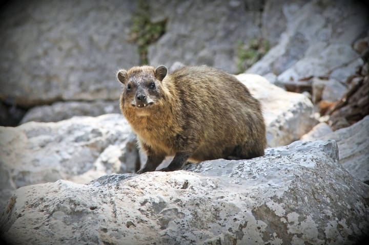 Горный даман фото