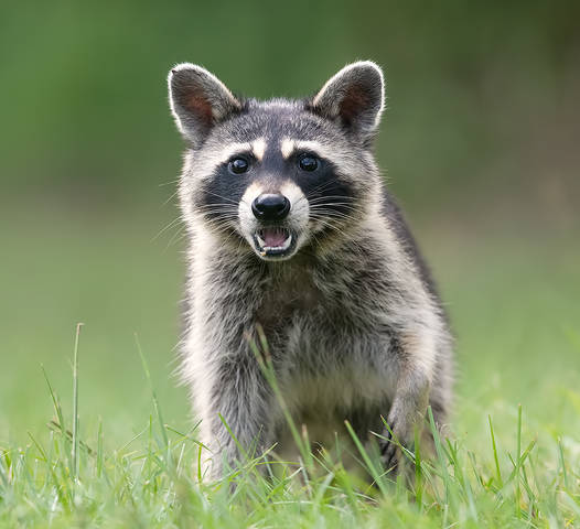 Енот-полоскун -Raccoon