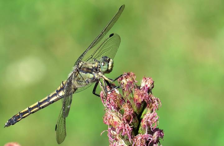 Про глаза зелёные