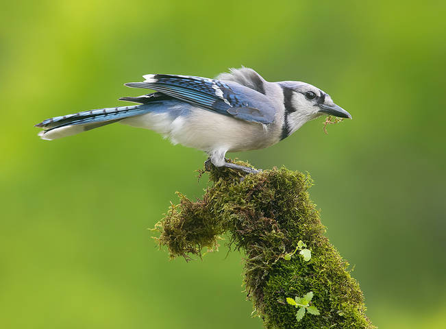 Blue Jay - Голубая сойка