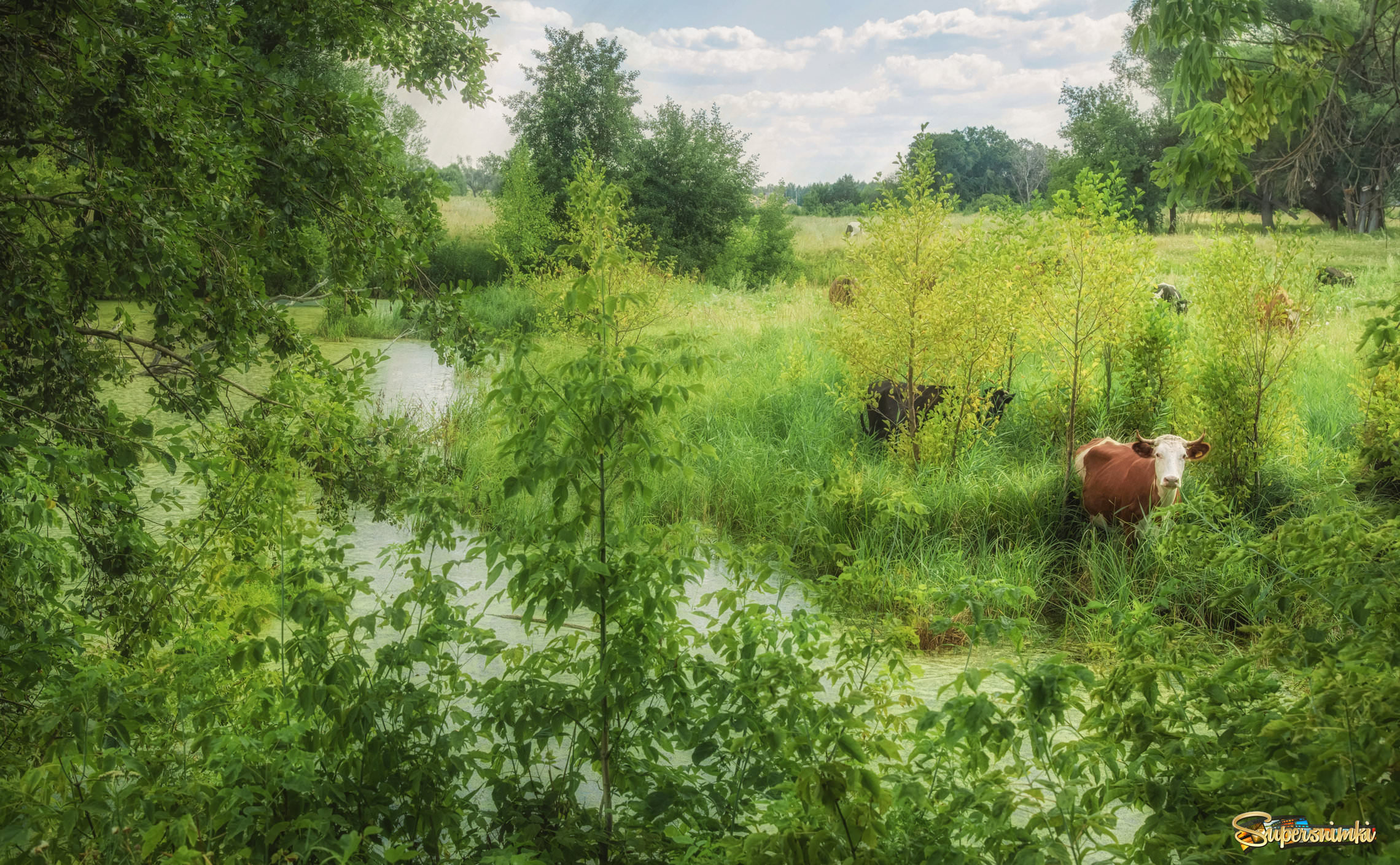 Корова на болотце