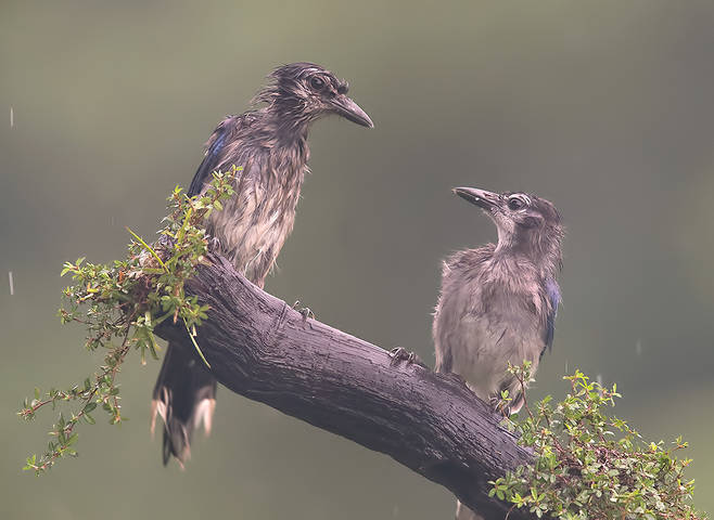 Blue Jays Juvenile - Молодые Голубые сойки