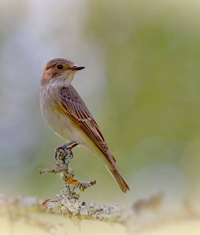Серая мухоловка ( лат . Muscicapa striata )