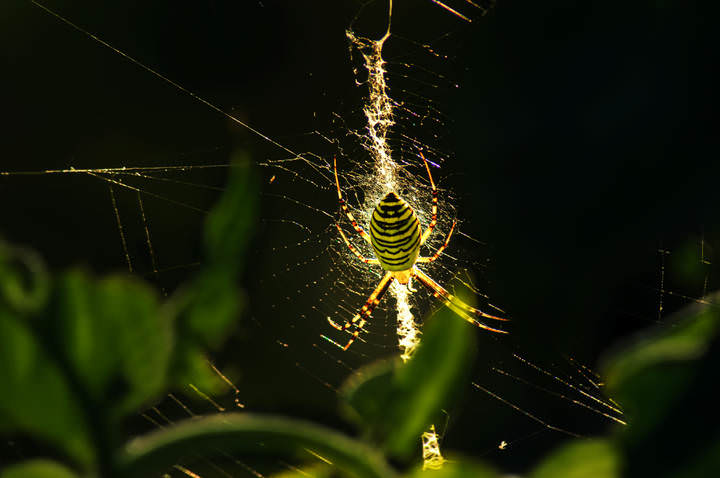 Argiope bruennichi