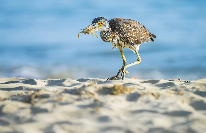 Yellow-crowned Night-Heron (Juvenile) 