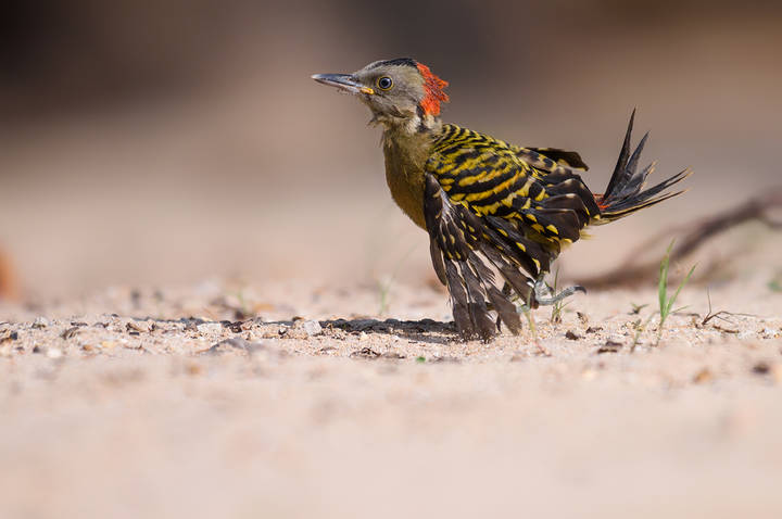 Hispaniolan Woodpecker (juvenile)