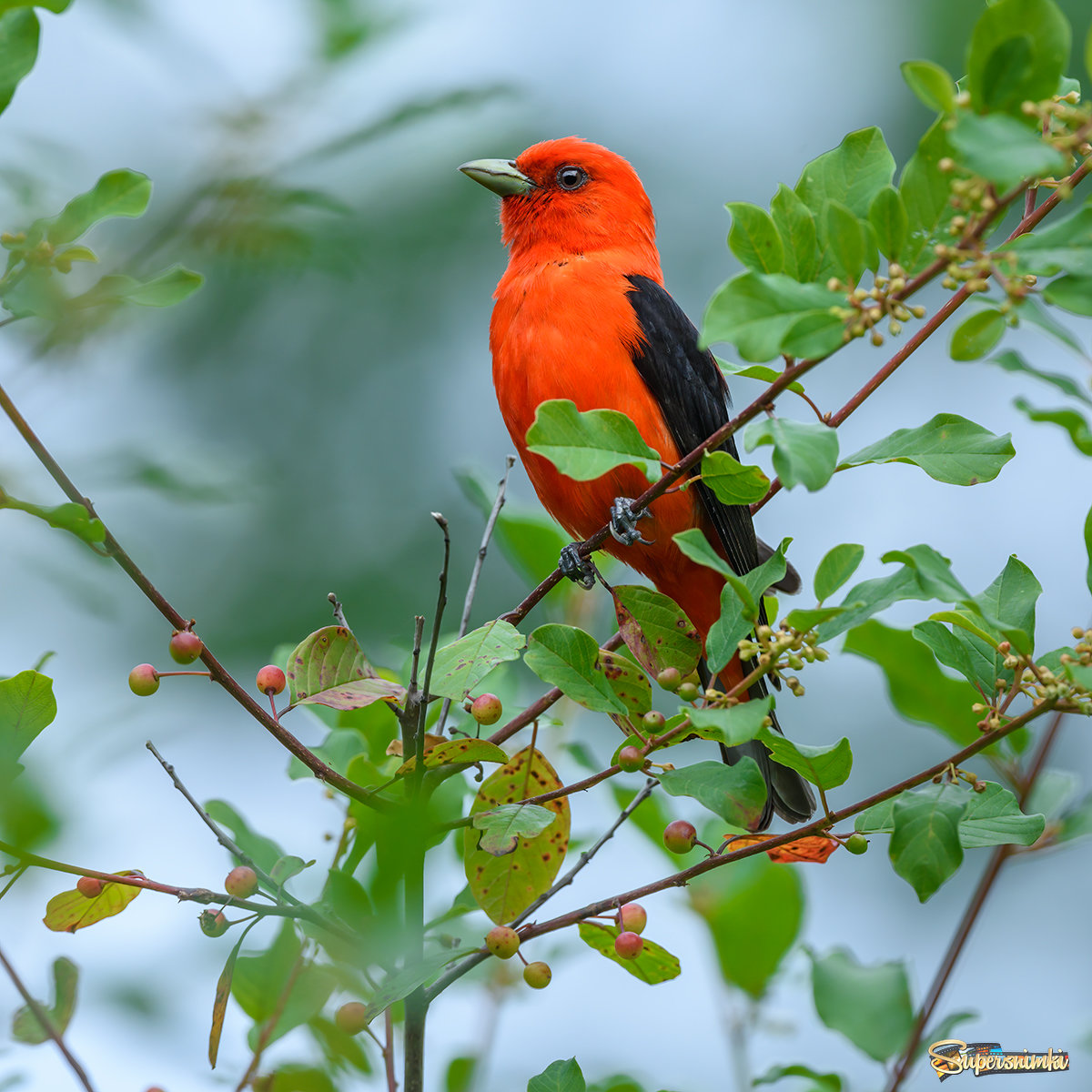 Scarlet tanager (male)